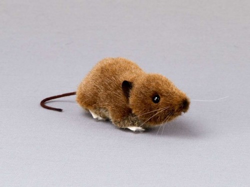 Kösen spitzmaus braun - spitzmaus, cm